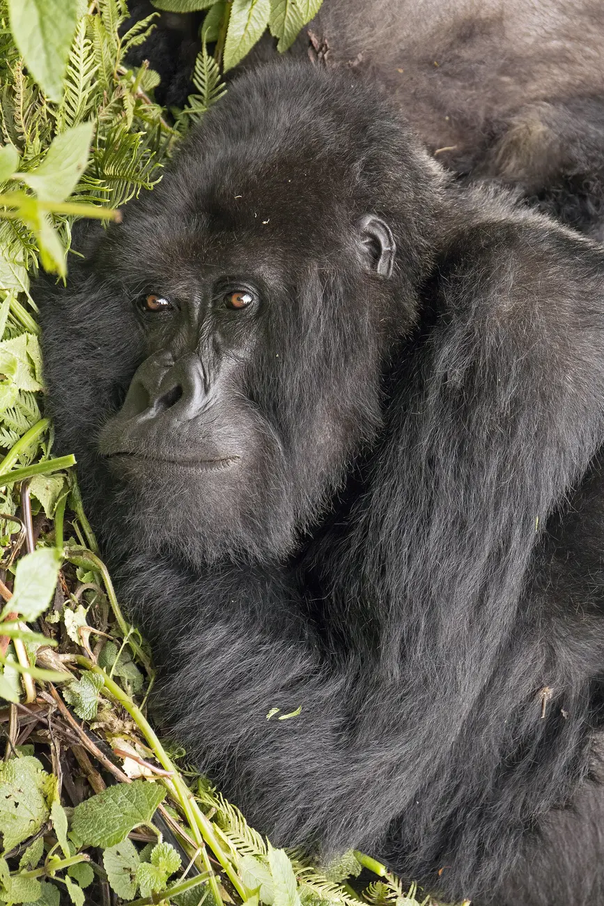 Female mountain gorilla resting in the forest